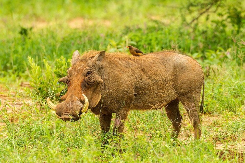 Africa-Tanzania-Tarangire National Park Warthog with yellow-billed Oxpecker grooming him  art print by Jaynes Gallery for $57.95 CAD